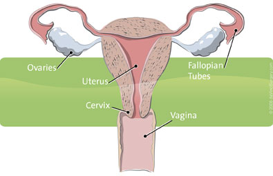 female_anatomy_395x255 Female Anatomy